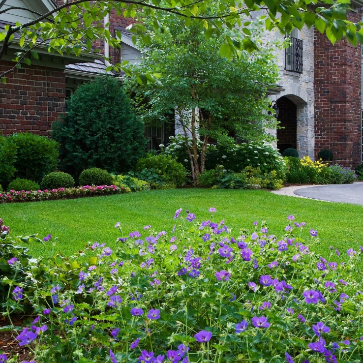 Lush green lawn with deep, healthy root system — the result of Green Grass's Turf Protection Plan.